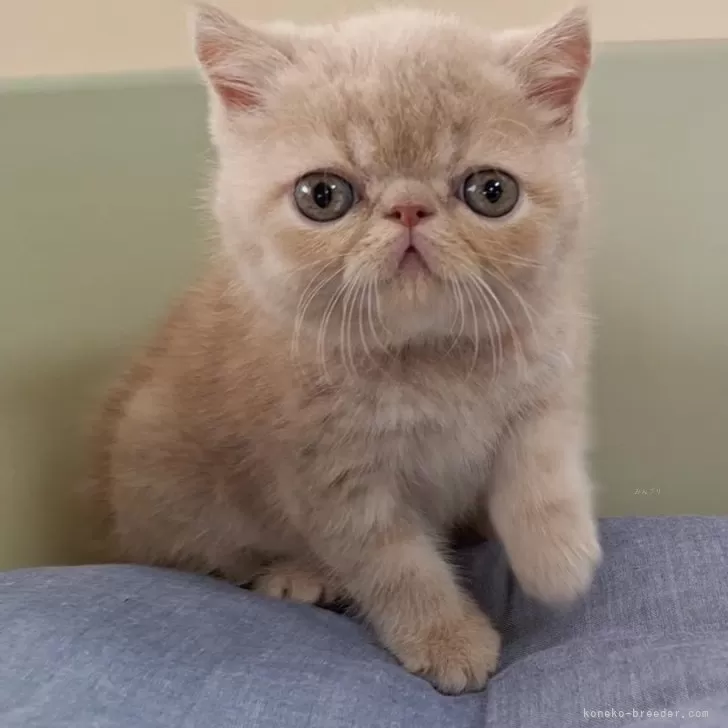 ID：2407-00261の子猫