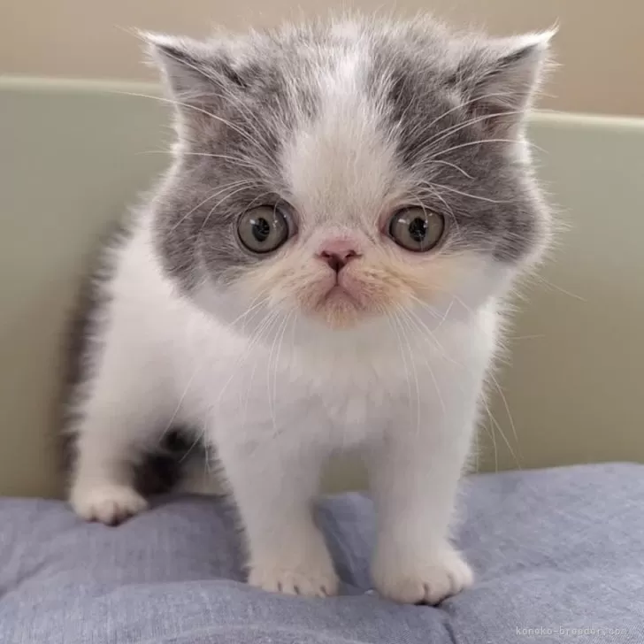 ID:2405-01823の子猫
