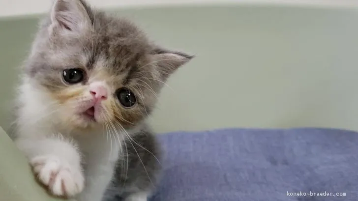 ID:1908-00932の子猫