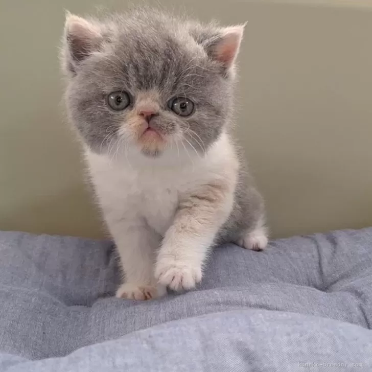 ID:2405-01200の子猫