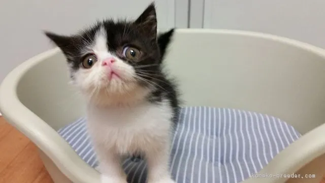 しょう 様のお迎えした子猫