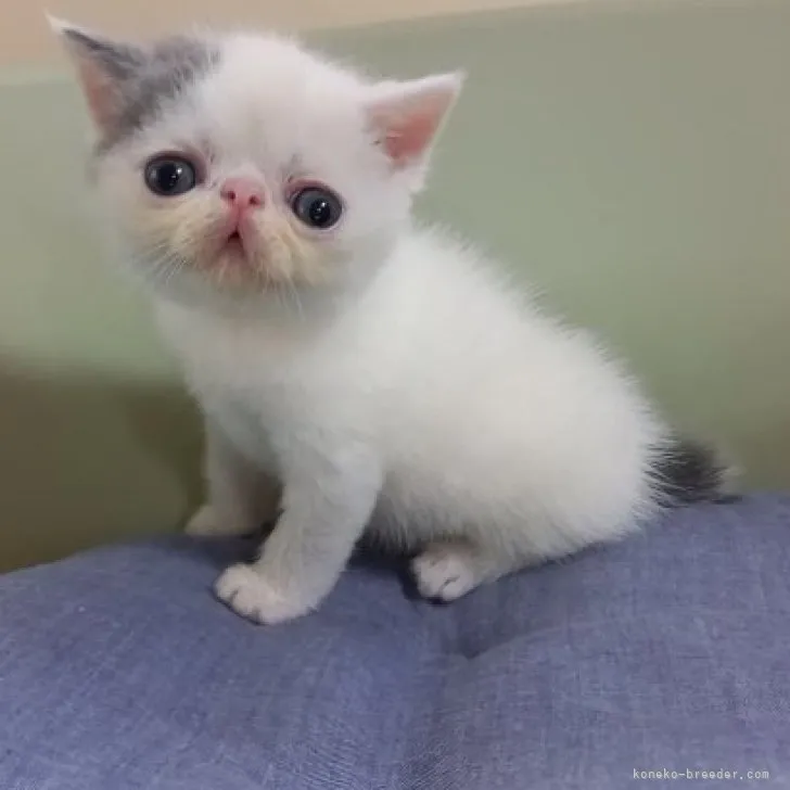ID：2308-01681の子猫