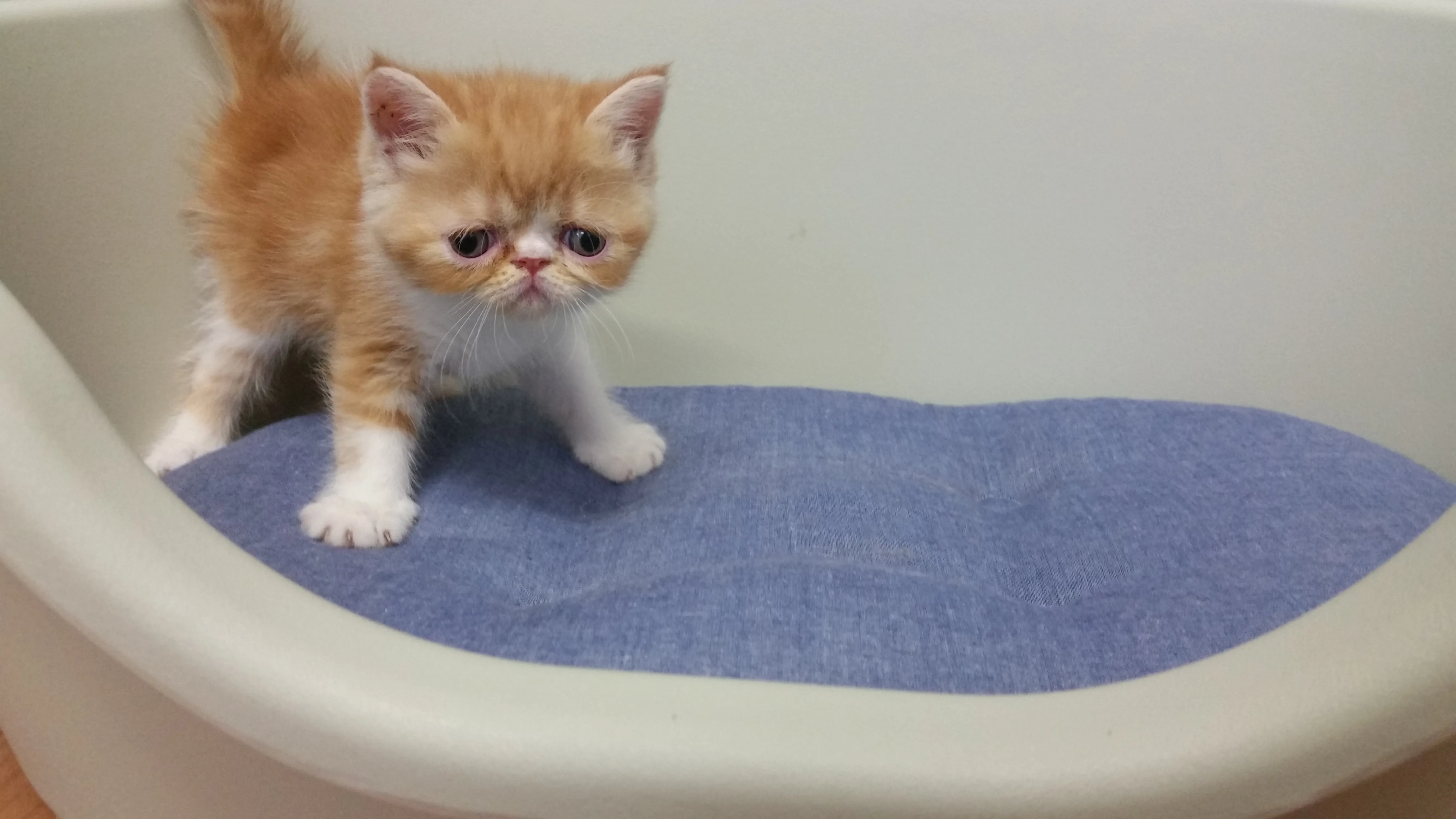 ぽんず 様のお迎えした子猫