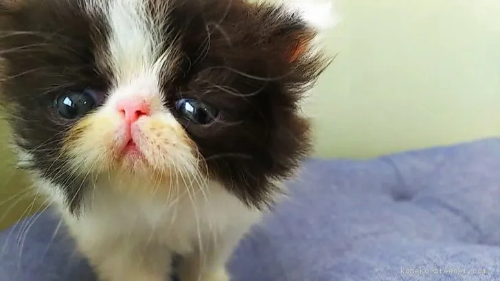 しょうた 様のお迎えした子猫