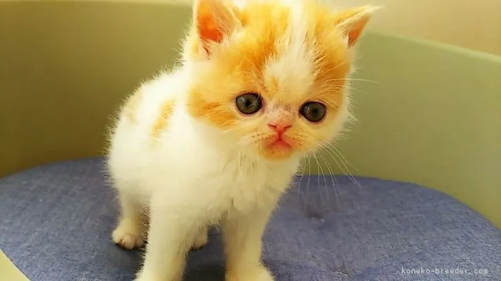 mona 様のお迎えした子猫