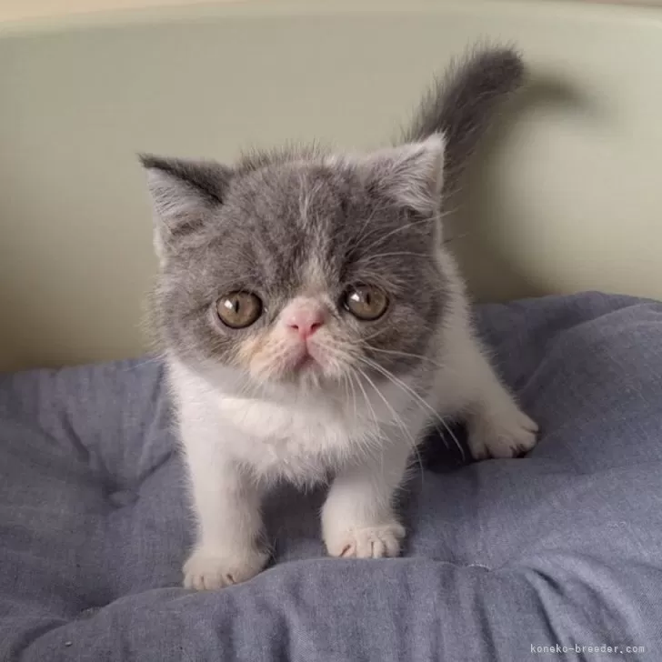 ID:2409-01131の子猫