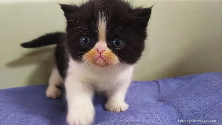 あぁちむ 様のお迎えした子猫