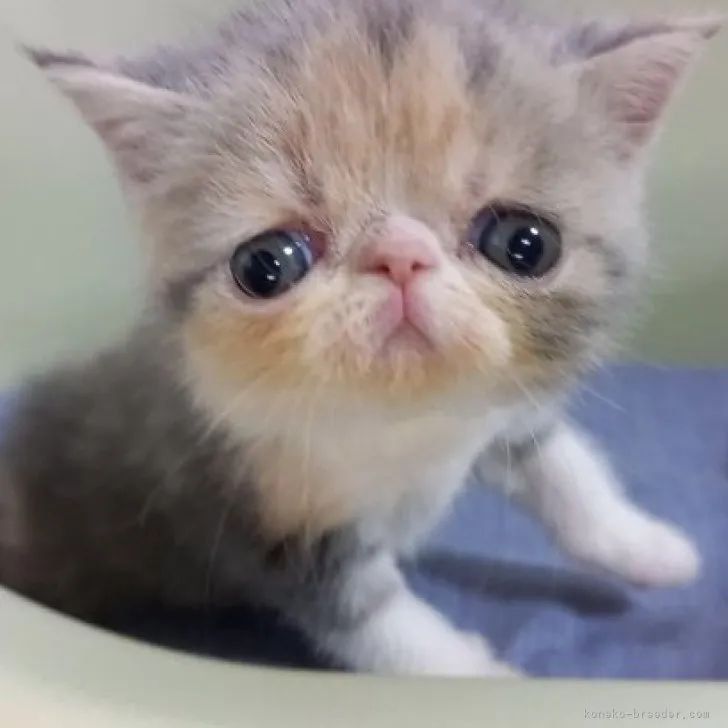 ID：2308-01688の子猫