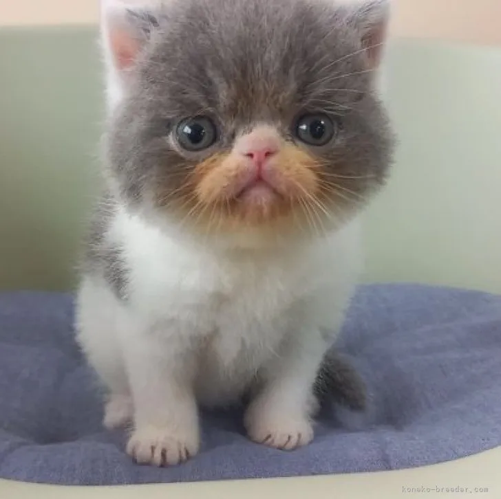 ID：2308-03164の子猫