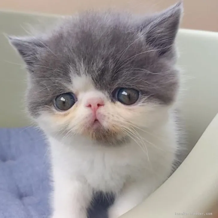 双子子猫 様のお迎えした子猫