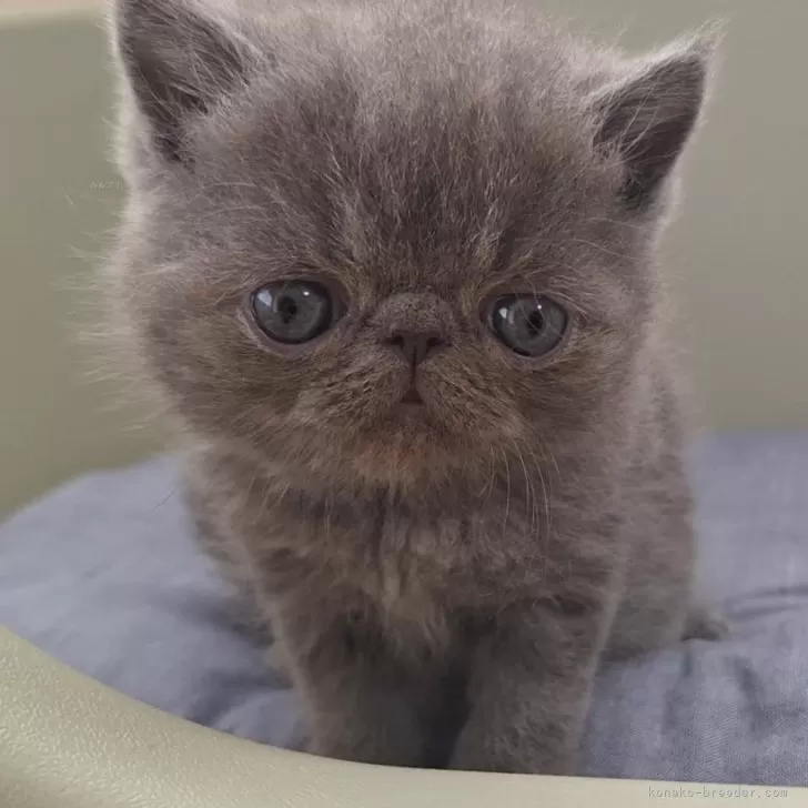 ID：2409-02916の子猫