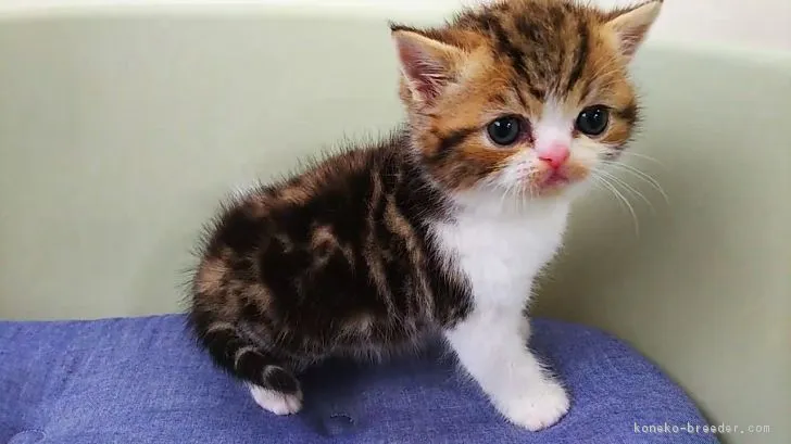 ID：1805-00800の子猫