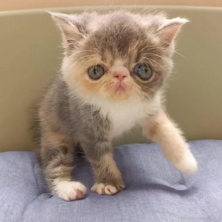 ID：2208-02900の子猫