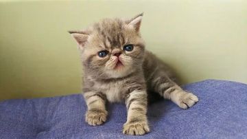 エキゾチックショートヘア【岐阜県・男の子・2018年8月1日・ブルータビー】の写真「可愛い男の子！！ころころ」