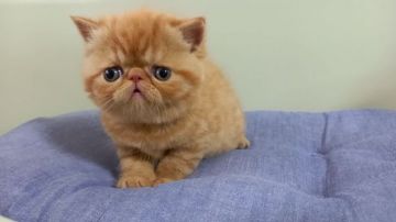 エキゾチックショートヘア【岐阜県・女の子・2021年3月30日・レッドタビー】の写真「可愛い子です！」