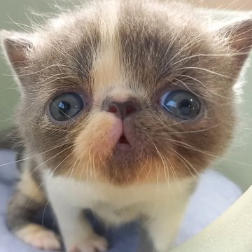 エキゾチックショートヘア【岐阜県・男の子・2023年7月2日・ブルーホワイト】の写真「かわいい男の子！!」