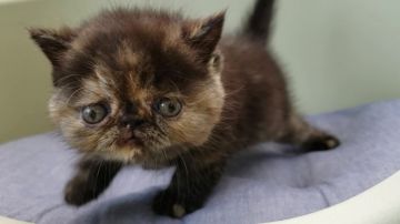 エキゾチックショートヘア【岐阜県・女の子・2019年6月20日・トーティ】の写真「大きいお顔でかわいいです！8/16まで」