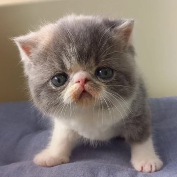 エキゾチックショートヘア【岐阜県・男の子・2023年2月14日・ブルータビー&ホワイト】の写真「かわいい男の子！」