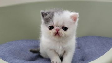 エキゾチックショートヘア【岐阜県・男の子・2019年4月1日・ブルー&ホワイト】の写真「可愛いです」