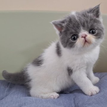 エキゾチックショートヘア【岐阜県・男の子・2024年3月3日・ブルーホワイト】の写真「かわいい男の子！」