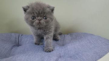 エキゾチックショートヘア【岐阜県・男の子・2020年8月20日・ブルー】の写真「可愛い男の子です！」