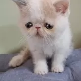 エキゾチックショートヘア【岐阜県・女の子・2024年4月9日・ダイリュートキャリコ】の写真3