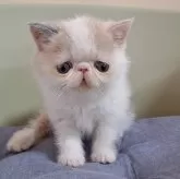 エキゾチックショートヘア【岐阜県・女の子・2024年4月9日・ダイリュートキャリコ】の写真5