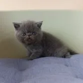 エキゾチックショートヘア【岐阜県・男の子・2023年8月7日・ブルー】の写真5