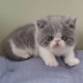 エキゾチックショートヘア【岐阜県・男の子・2025年1月4日・ブルーホワイト】の写真2