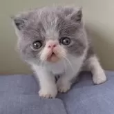 エキゾチックショートヘア【岐阜県・男の子・2025年1月4日・ブルーホワイト】の写真10