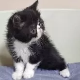 エキゾチックショートヘア【岐阜県・男の子・2025年3月12日・ブラックホワイト】の写真3