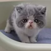 エキゾチックショートヘア【岐阜県・男の子・2025年1月4日・ブルーホワイト】の写真4