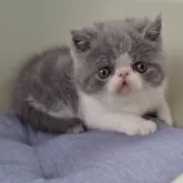 エキゾチックショートヘア【岐阜県・男の子・2025年1月4日・ブルーホワイト】の写真5