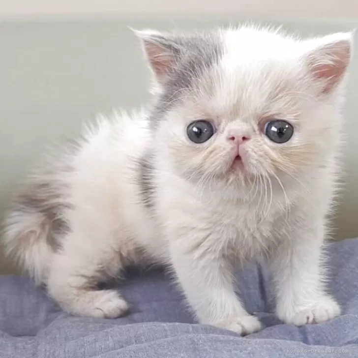 ID：2509-00592の子猫