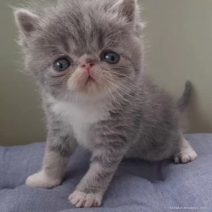 ID:2504-01133の子猫