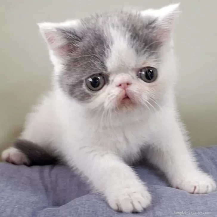 М.S 様のお迎えした子猫