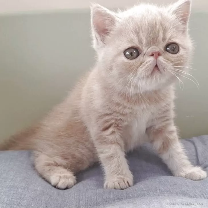 さく 様のお迎えした子猫