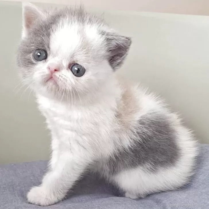 K.N 様のお迎えした子猫