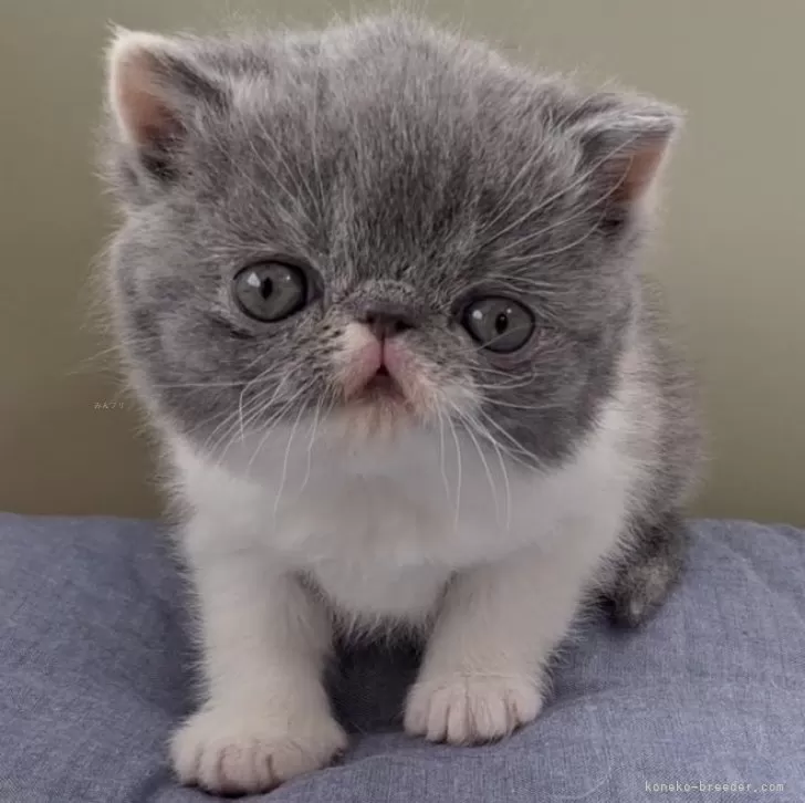 ID：2503-01845の子猫