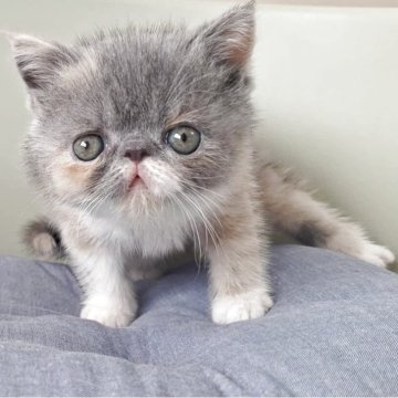 エキゾチックショートヘア【岐阜県・女の子・2025年8月5日・ダイリュートキャリコ】の写真「とてもかわいい女の子です!！」