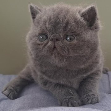 エキゾチックショートヘア【岐阜県・男の子・2025年2月24日・ブルー】の写真「とてもかわいい男の子です!」