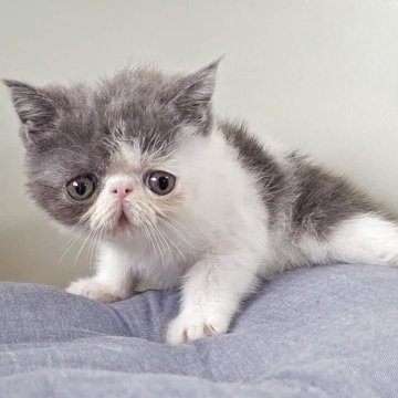 エキゾチックショートヘア【岐阜県・男の子・2025年8月6日・ブルーホワイト】の写真「募集期間残りわずか!お早めにご検討お願いします!!」