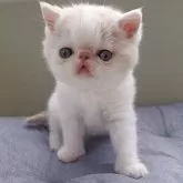 エキゾチックショートヘア
