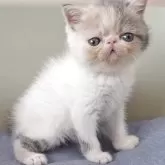 エキゾチックショートヘア