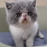 エキゾチックショートヘア【岐阜県・男の子・2025年1月4日・ブルーホワイト】の写真1