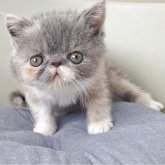 エキゾチックショートヘア