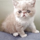 エキゾチックショートヘア