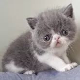 エキゾチックショートヘア