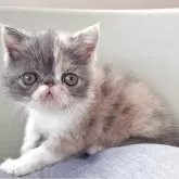 エキゾチックショートヘア