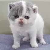 エキゾチックショートヘア